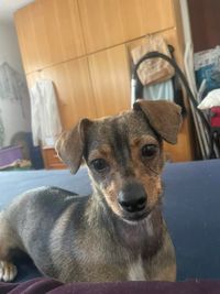 Jolie