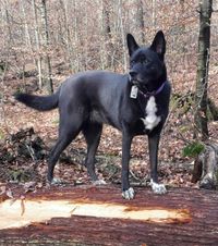 Laika