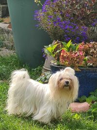 Lucie