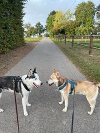 Miles und Chinook
