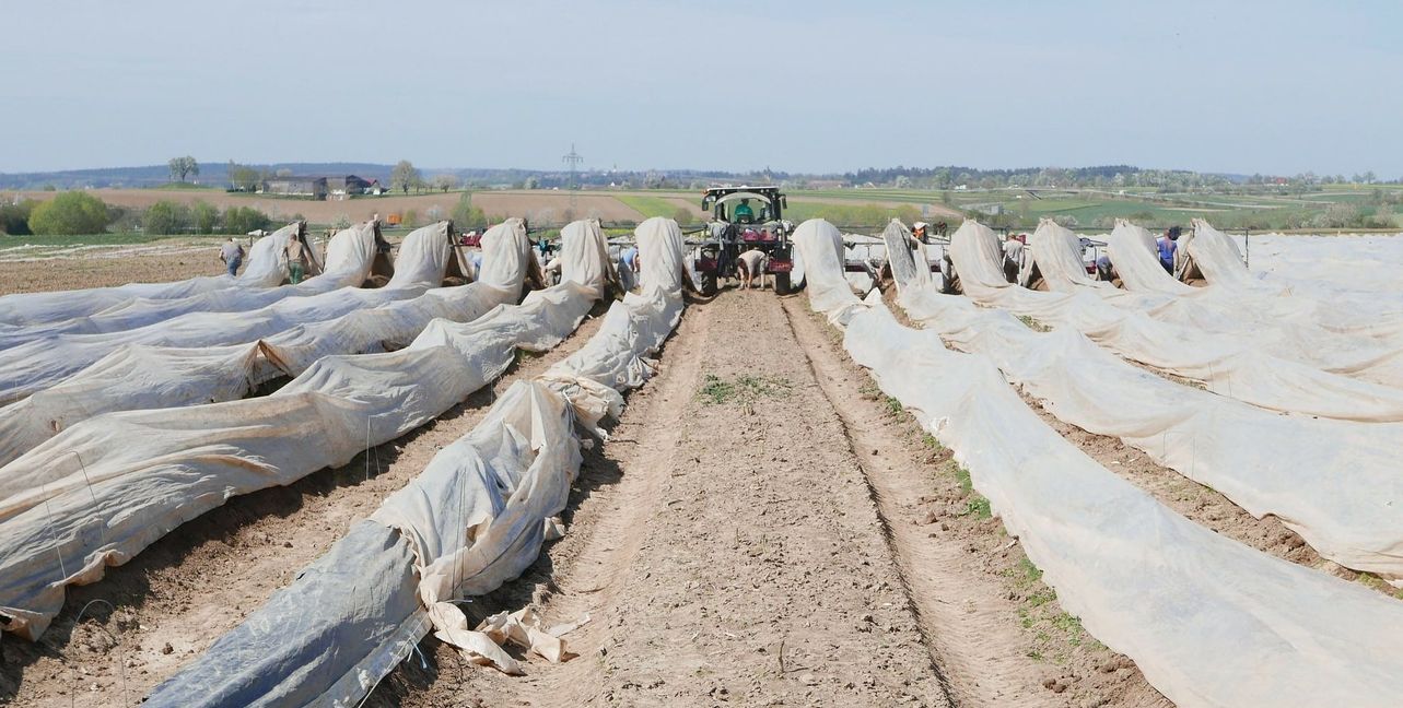 Auf den Feldern in Bondorf wächst grüner, weißer und violetter Spargel.