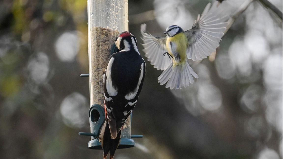 In Deutschlands Gärten nimmt die Zahl der heimischen Vögel stetig ab. (Archivbild)