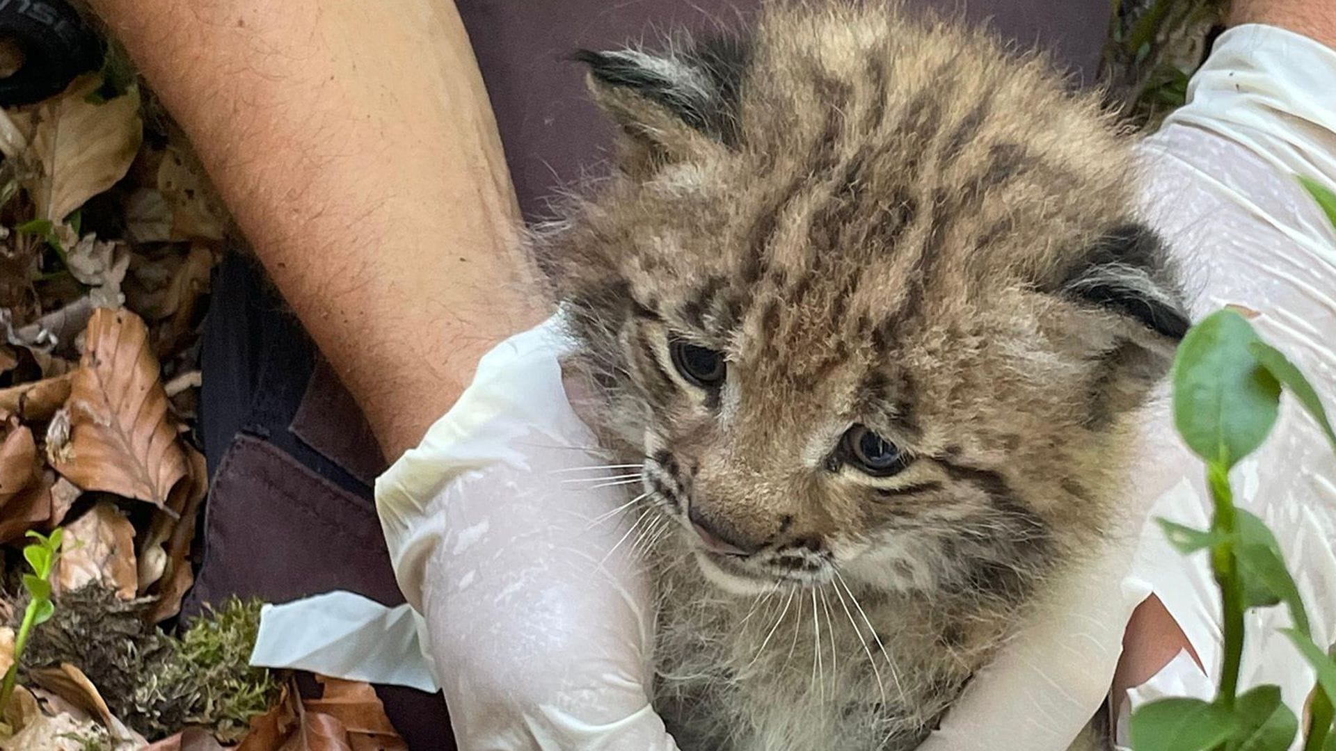 Die selbst gerade erst zwei Jahre alte Luchsin Elisabeth hat einen jungen Luchs zur Welt gebracht.