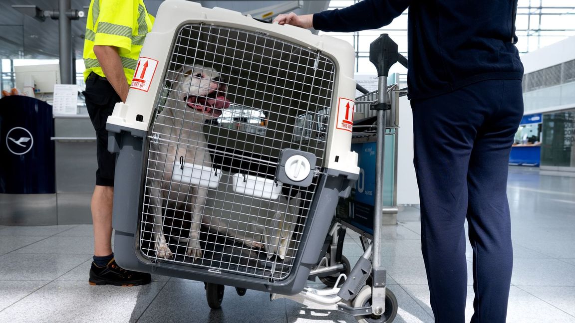 Bislang müssen größere Hunde in Transportboxen. (Symbolbild)