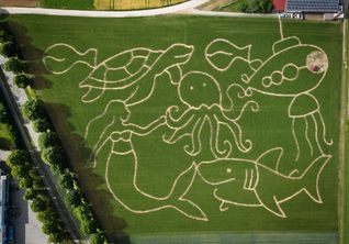 Schildkröte, Oktopus, Hai und Meerjungfrau: Das Luftbild zeigt das diesjährige Motiv des Renninger Maislabyrinths, das am Samstag in die neue Saison startet.