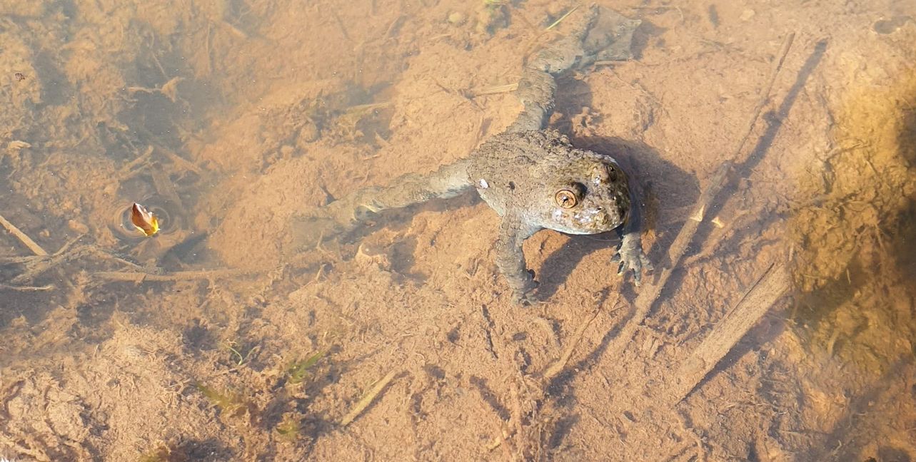 Die Gelbbauchunke leidet massiv unter Hitze und Trockenheit, da ihre künstlichen Ersatzlebensräume wie wassergefüllte Fahrspuren auf Rückegassen oder Wildschweinsuhlen im Sommer verfrüht austrocknen.