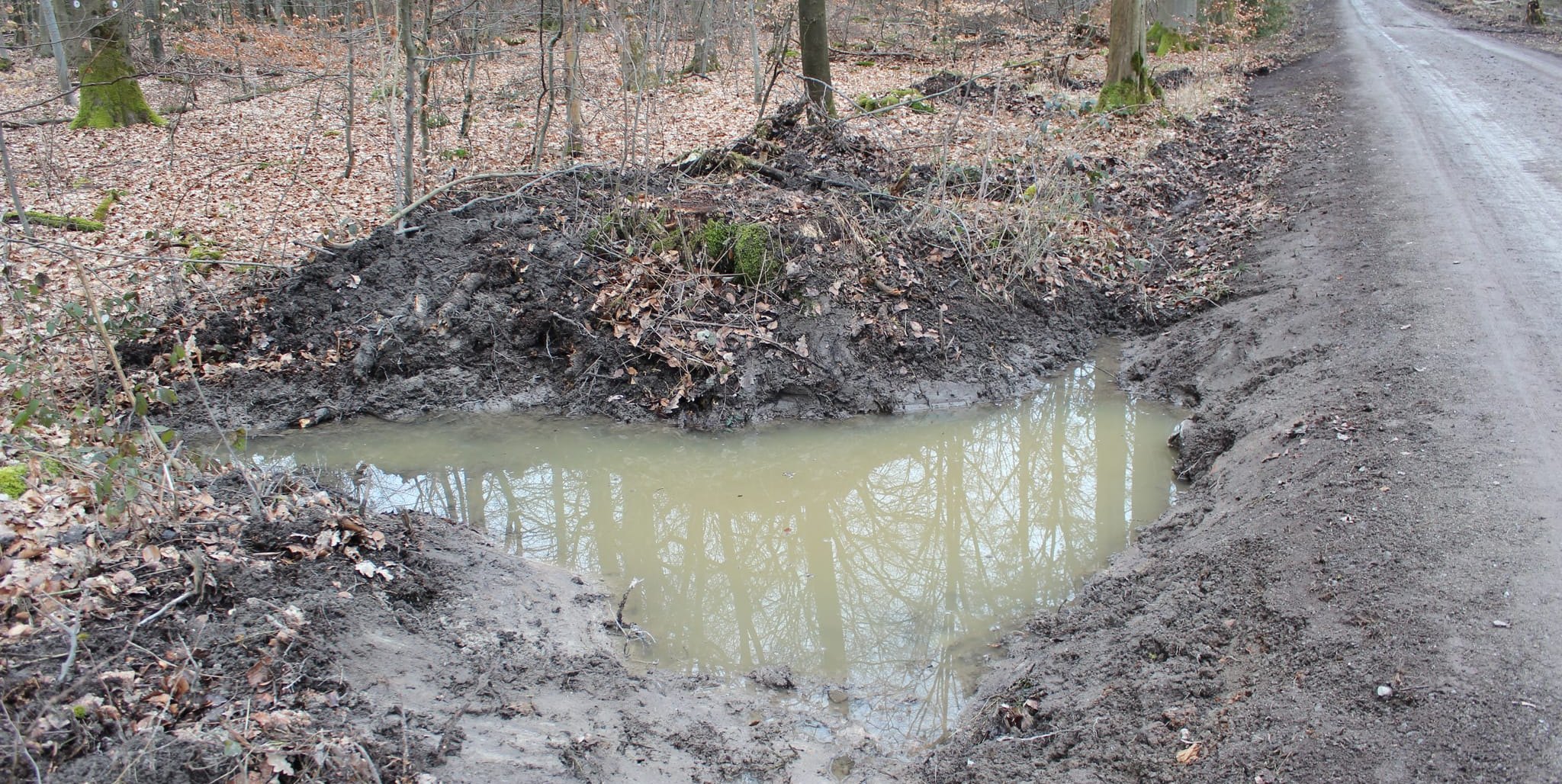 Wasserrückhalt im Wald sichert das Überleben von Kaulquappen.