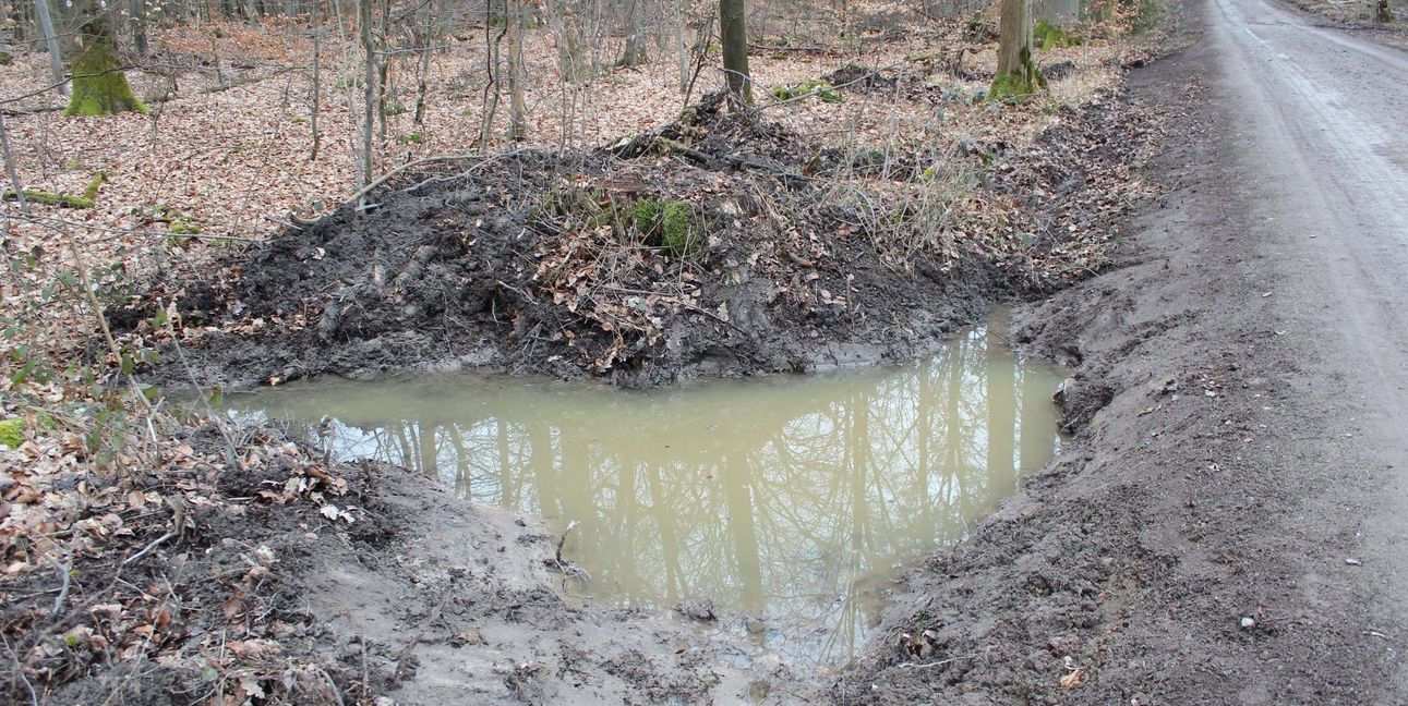 Wasserrückhalt im Wald sichert das Überleben von Kaulquappen.