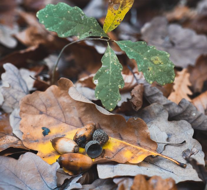 Die Eiche gilt als einer der wichtigsten Zukunftsbäume im Klimawandel, da sie extreme Hitze und Trockenstress deutlich besser verkraftet als andere mitteleuropäische Baumarten.
