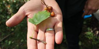 Die Elsbeere ist ein wärmeliebender Lichtbaum, der im Klimawandel immer wichtiger wird.