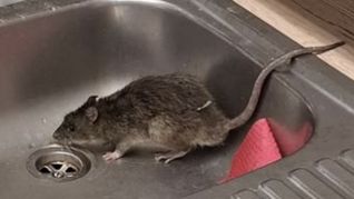 Unerwünschter Besuch in einem Spülbecken der Karlsruher Polizei im Oktober 2025 (Archiv).