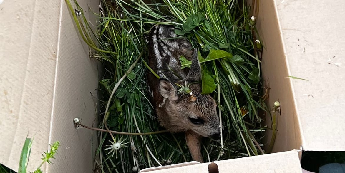 Ist das Kitz gesichert, wird es in einen Karton gelegt, mit einer Ohrmarke versehen und in den Schatten gestellt, bis der Landwirt sein Feld gemäht hat.