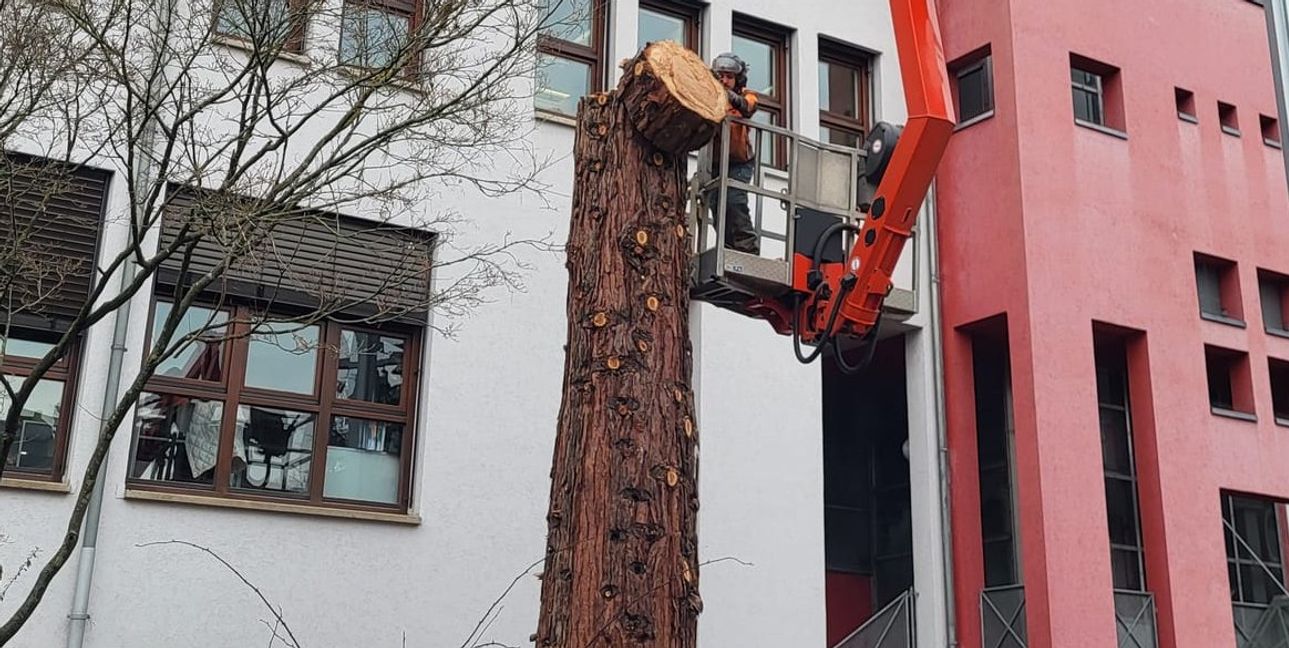 Mammutbaum am Rathaus Sindelfingen wird gefällt