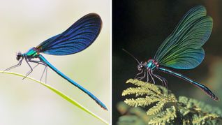 Die Kombo zeigt links ein Foto einer Blauflügel Prachtlibelle, fotografiert von Sebastian Hennigs. Rechts ist ein KI-generiertes Motiv, das auch eine Blauflügel Prachtlibelle darstellen soll, KI-generiert von Matthias Neumann. Das KI-Bild rechts ist fehlerhaft. Insekten haben beispielsweise nur sechs Beine.