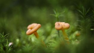 Auch im Sommer könnten Pilzbegeisterte ihrem Hobby nachgehen. (Sybolbild)