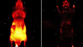 Es gibt tatsächlich ein Lebenslicht: Aufnahme der von der Oberfläche einer lebenden (li.) und einer toten (re.) Maus abgestrahlten Photonen.
