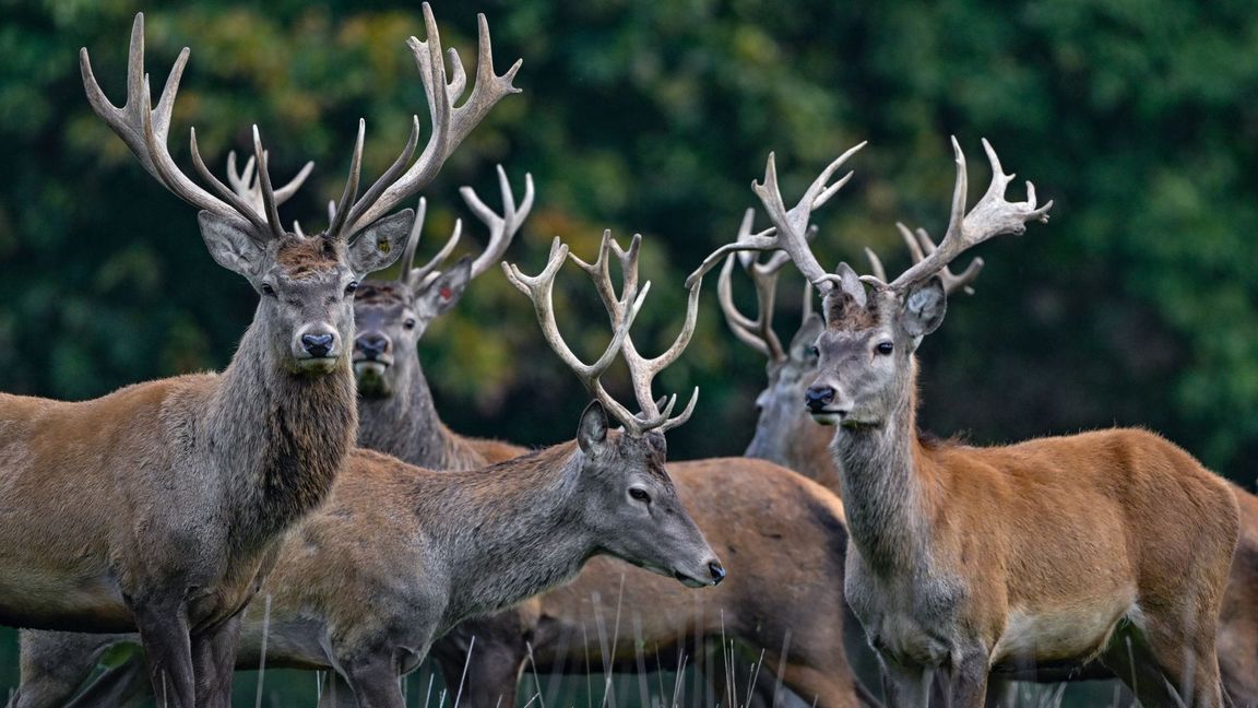 Der Rothirsch ist zum Tier des Jahres 2026 gewählt worden. (Archivbild)