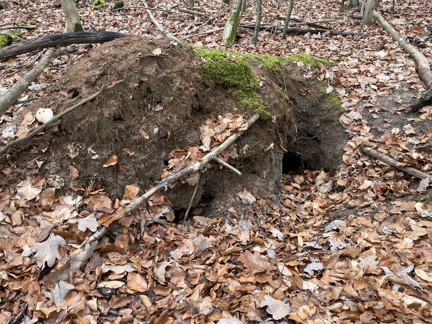 Ein Dachsbau wie hier in Dagersheim besteht im Inneren aus mehreren Kammern und Verbindungsgängen.