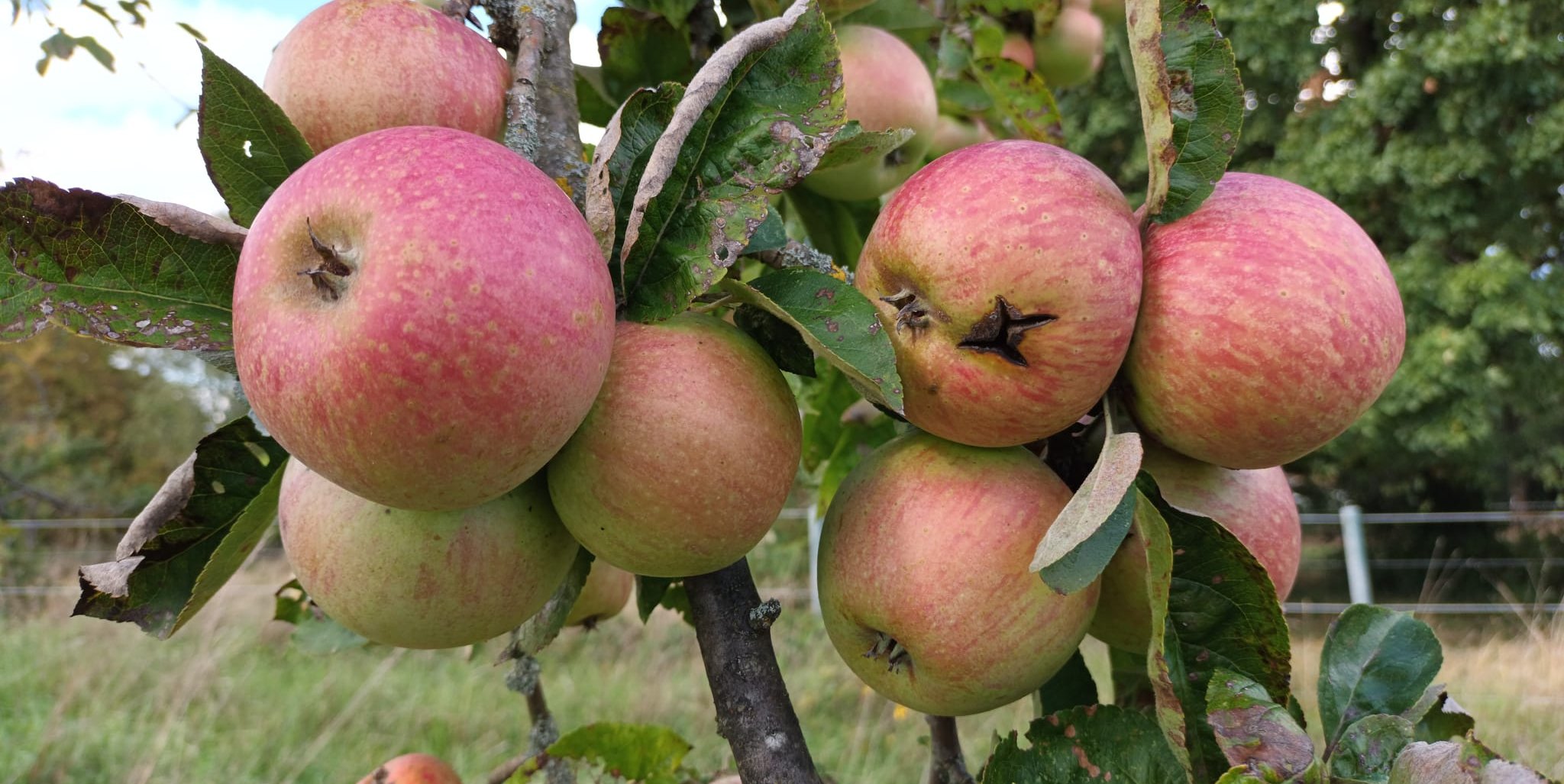 Ein beliebtes Streuobst: Äpfel.