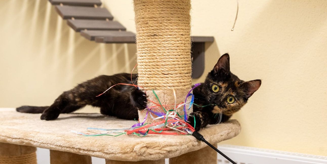 Die SZ/BZ berichtete letztes Jahr über die Situation im Kreistierheim Böblingen: Die Katze auf dem Bild heißt Ragna. Sie war trächtig, als sie ins Kreistierheim kam. Ihre Junge hat sie dort geworfen - genauso wie die Katze Püppi. Zwei Fundkatzen, die dem Kreistierheim zehn Kitten beschert haben. Bild: Nüßle/A