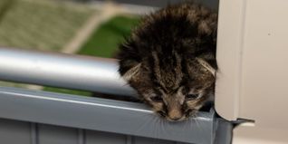 Diesen kleinen Schmusetiger hat die Tierrettung letzten Sommer ins Kreistierheim gebracht: Er wurde ohne Mutter auf einem Gartengelände gefunden. Ohne Mutter sind Kitten nicht überlebensfähig. Eines seiner Geschwister war bereits von Maden befallen. Bild: Nüßle/A