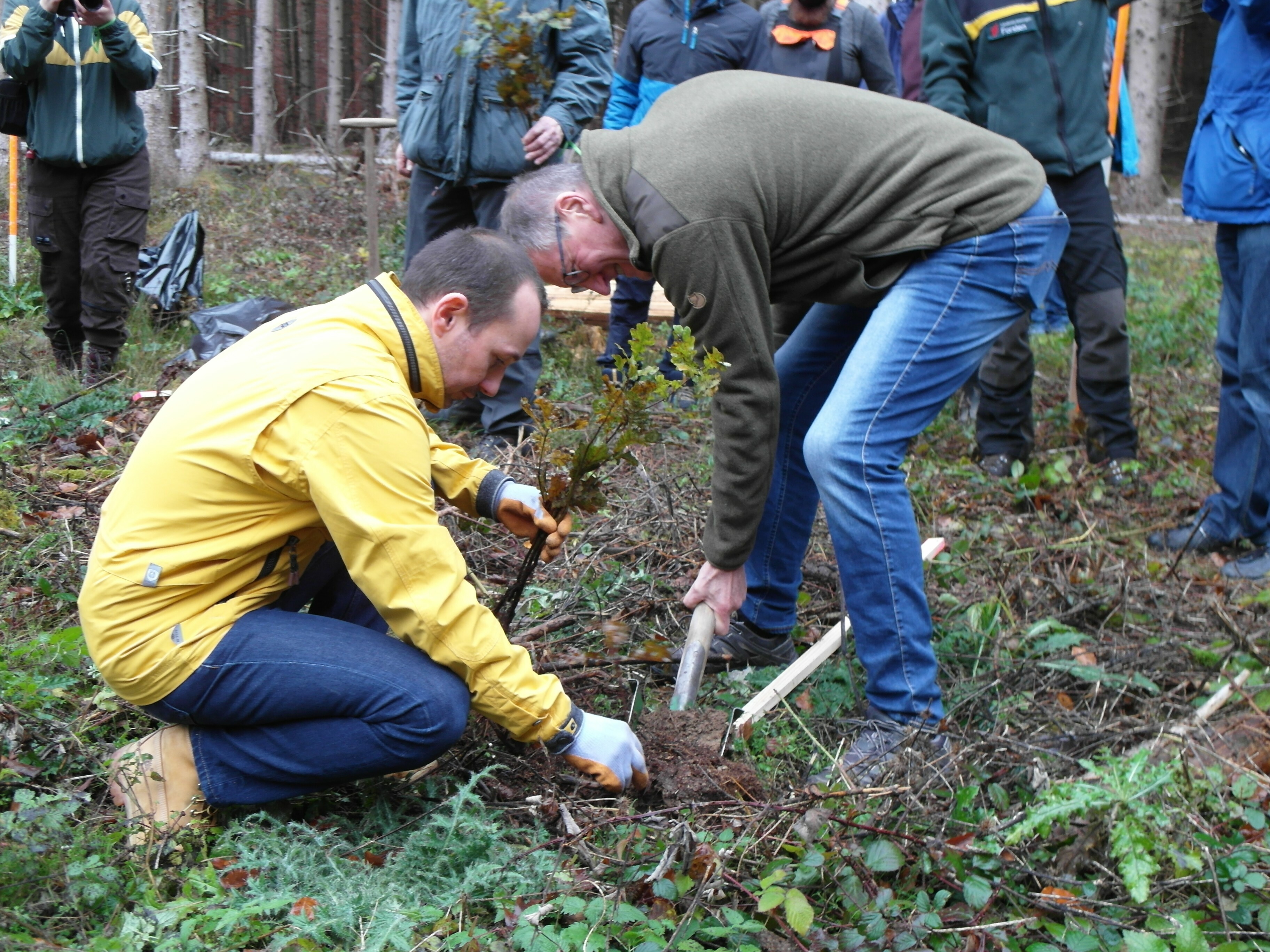 Hand-in-Hand-Werker: Böblingens OB Dr. Stefan Belz und Lanbdrat Roland Bernhard versenken ein Eichenbäumchen im Pflanzloch. Bild: Staber