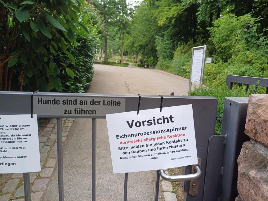 Am Holzgerlinger Waldfriedhof warnt ein Schild Besucher vor dem Eichenprozessionsspinner. Bild: Elbers