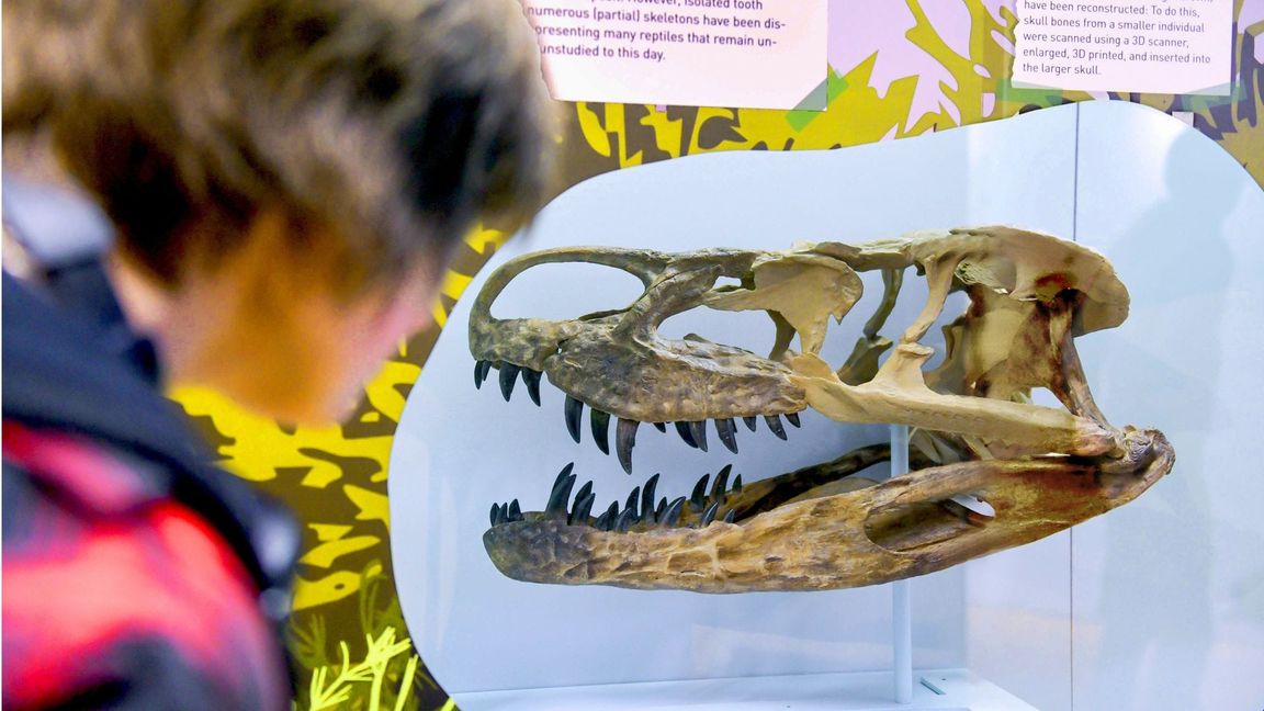 Löwentormuseum: Reise in die Urzeit