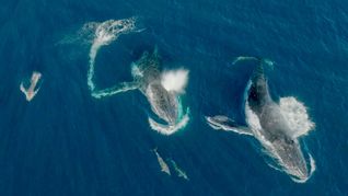 Meeressäuger unter sich - Wale und Delfine können etwas miteinander anfangen.