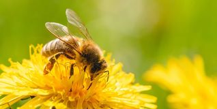 Die kleinen Bienen sind die großen Sympathieträger unter den Insekten.