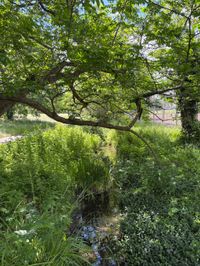Sommer in den Sindelfinger Parks.