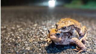 Nun wandern sie wieder, die Amphibien – im Bild sind Erdkröten zu sehen.