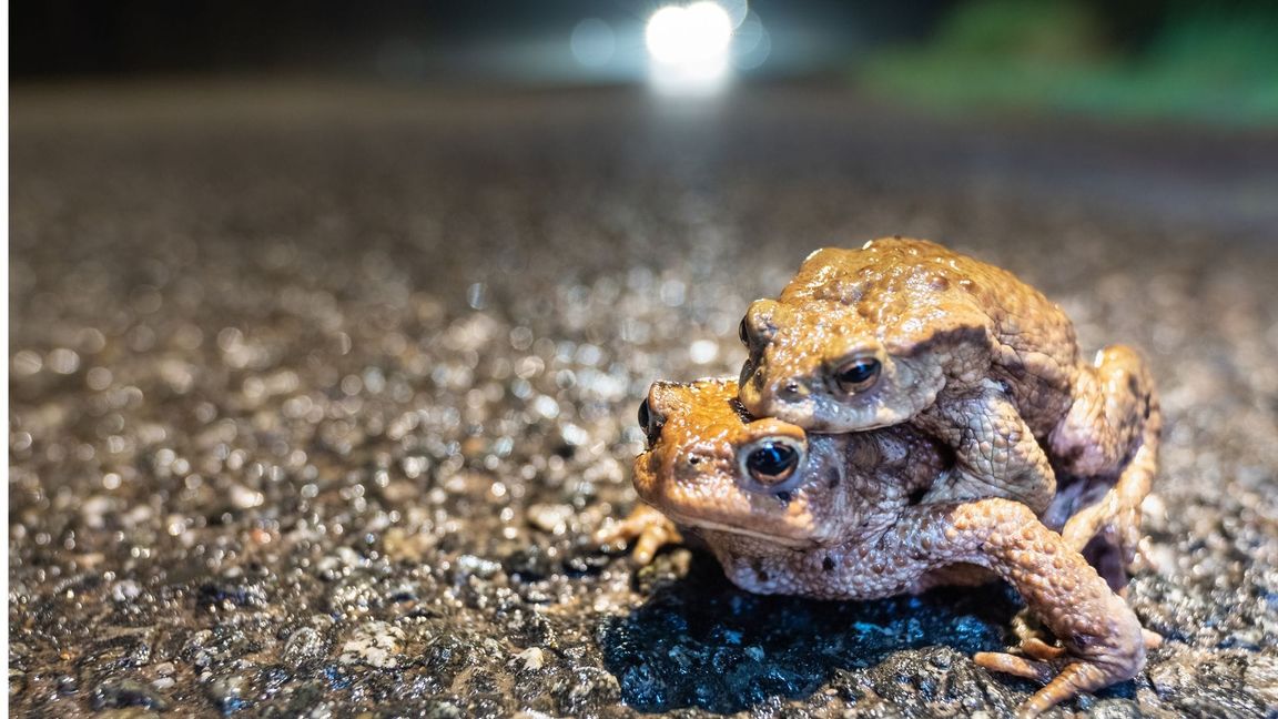 Nun wandern sie wieder, die Amphibien – im Bild sind Erdkröten zu sehen.