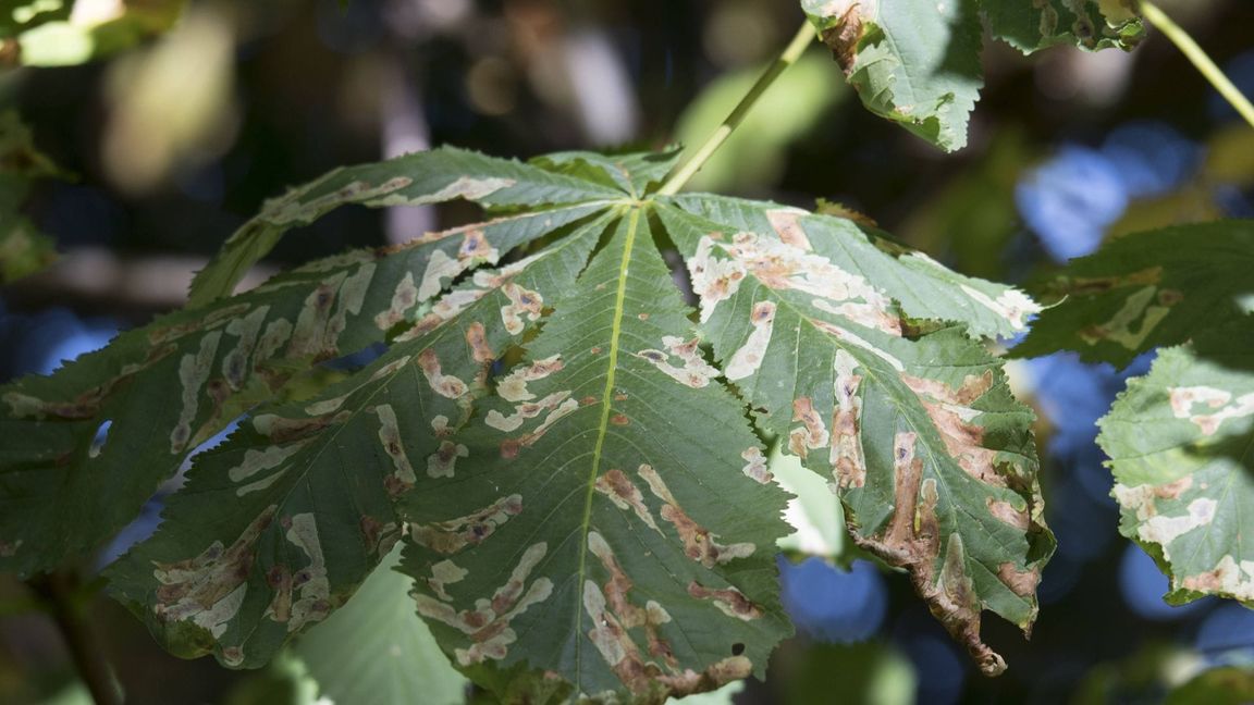 Miniergänge der Rosskastanienminiermotte: Blattminen werden heutzutage ausschließlich von Insekten wie Käfern, Zweiflüglern, Wespen und Schmetterlingen erzeugt, die eine vollständige Umwandlung (Metamorphose) durchlaufen.