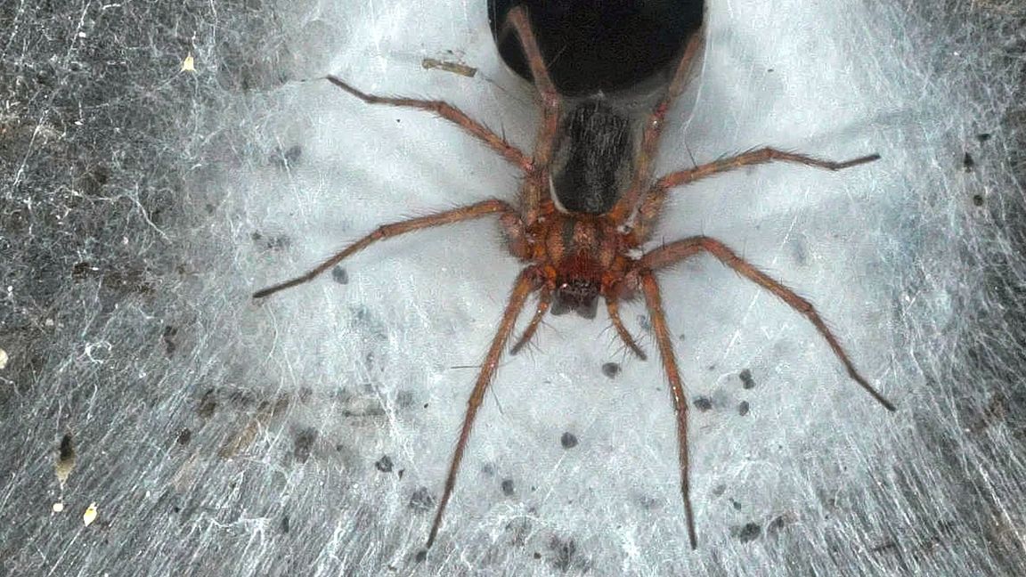 Eine Hauswinkelspinne in ihrem Trichternetz