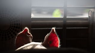 Polizei und Veterinäramt haben bei der Kontrolle von Tiertransportern etliche Verstöße festgestellt. (Symbolbild)