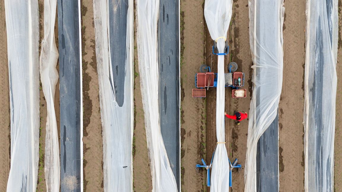 Aufgrund der milden Osterfeiertage beginnt die Spargelernte im Freistaat dieses Jahr gut eine Woche früher als 2023.