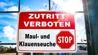 Die Maul- und Klauenseuche wird durch ein hochansteckendes Virus ausgelöst. Dieses Aphtovirus kommt nicht nur in den infizierten Tieren vor, sondern hält sich auch lange in der Umwelt. Ei
