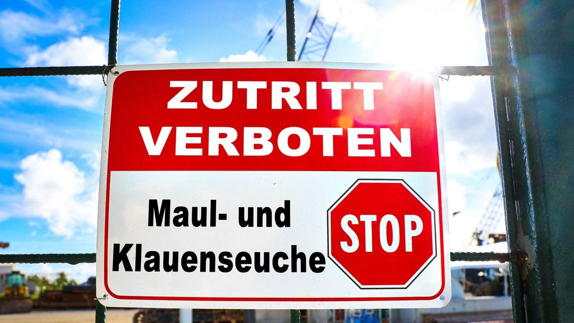Die Maul- und Klauenseuche wird durch ein hochansteckendes Virus ausgelöst. Dieses Aphtovirus kommt nicht nur in den infizierten Tieren vor, sondern hält sich auch lange in der Umwelt. Ei
