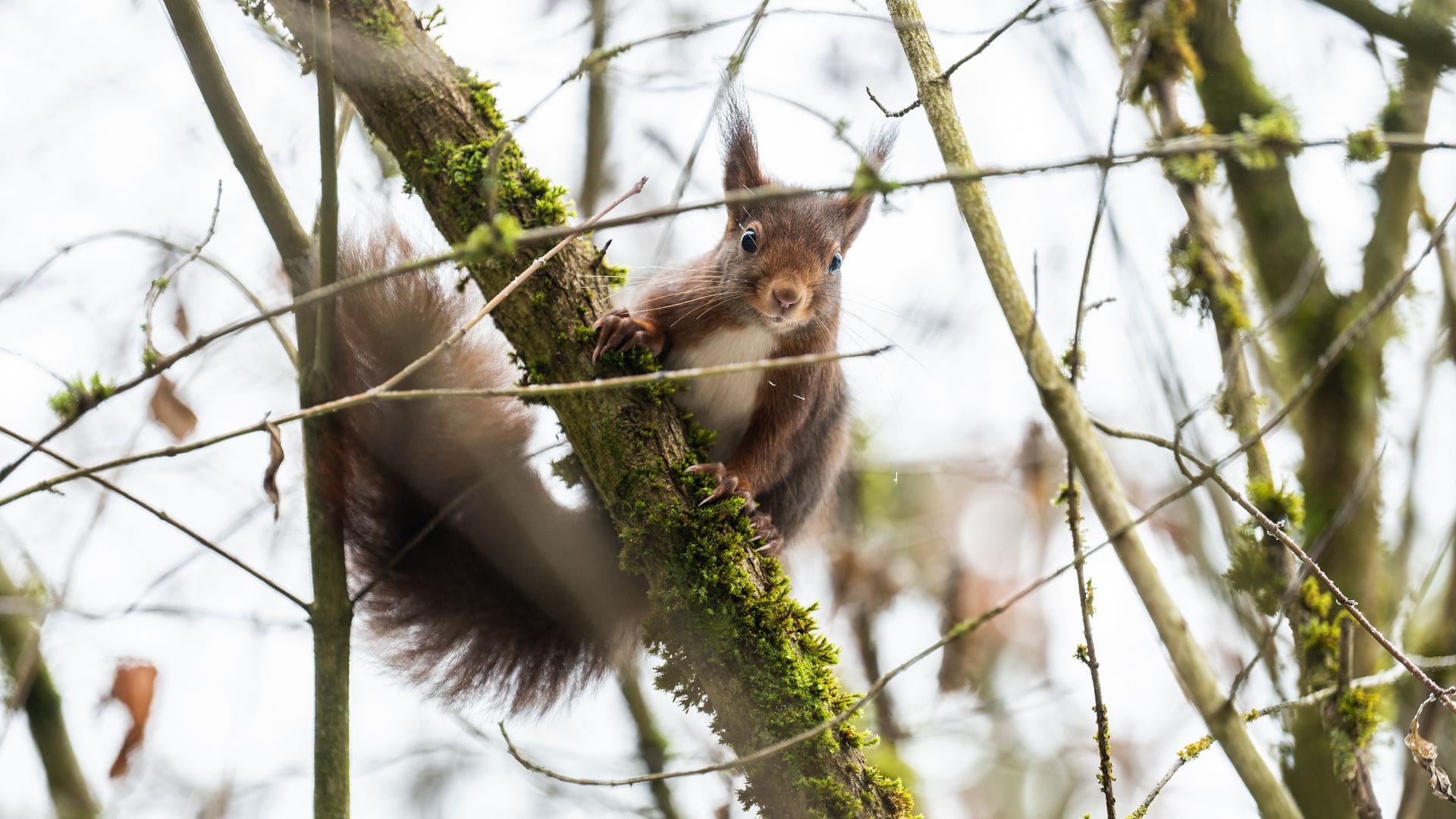 Eichhörnchen kommen im Winter oft nicht an ihre Vorräte heran. (Archivbild)