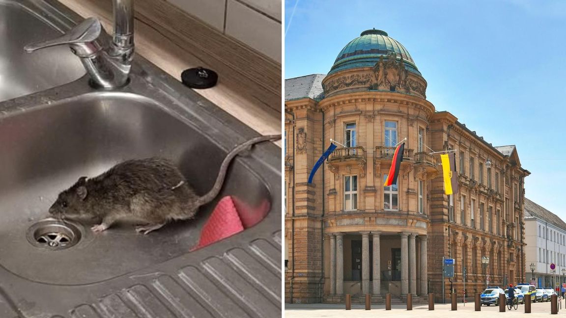 Das Polizeirevier am Karlsruher Marktplatz wurde zweimal von einer Ratte heimgesucht.