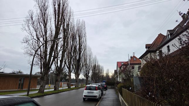 Diese Pappeln in der Rosenstraße sind von den Planungen betroffen. Bild: Klemm