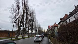 Diese Pappeln in der Rosenstraße sind von den Planungen betroffen.	Bild: Klemm