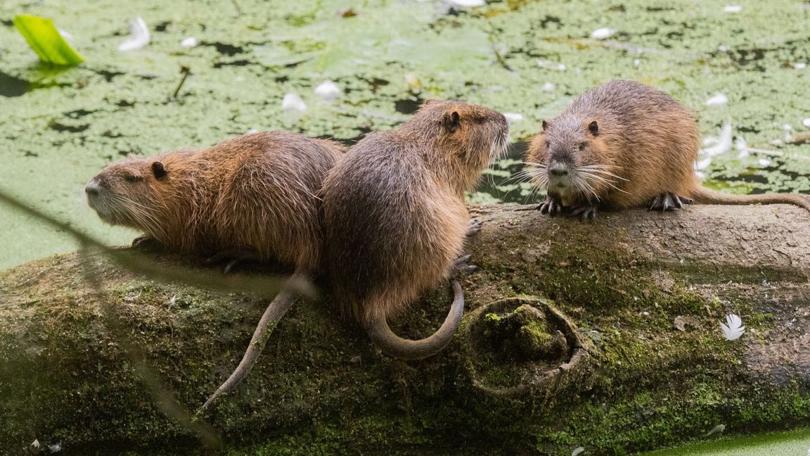 Nutrias breiten sich im Südwesten aus (Symbolbild).