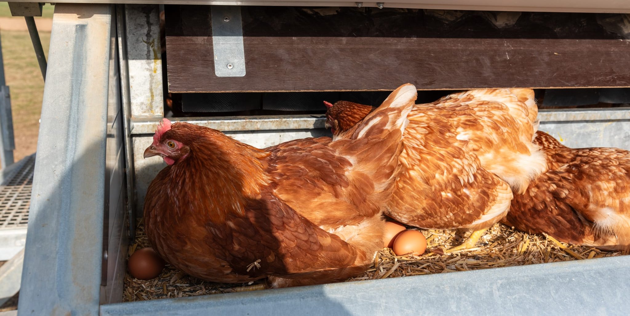 Ein Huhn legt im Durchschnitt 250 bis 300 Eier pro Jahr.