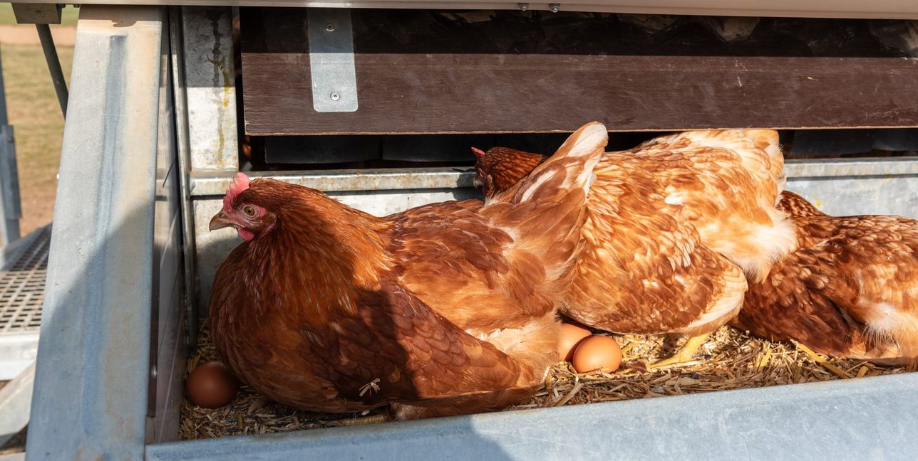 Ein Huhn legt im Durchschnitt 250 bis 300 Eier pro Jahr.