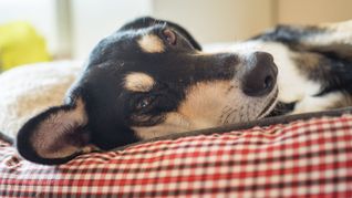 Die Beagle-Mischlings-Hündin „Franky“ liegt entspannt im flauschigen Bett und wartet schon auf Frauchen und Herrchen.