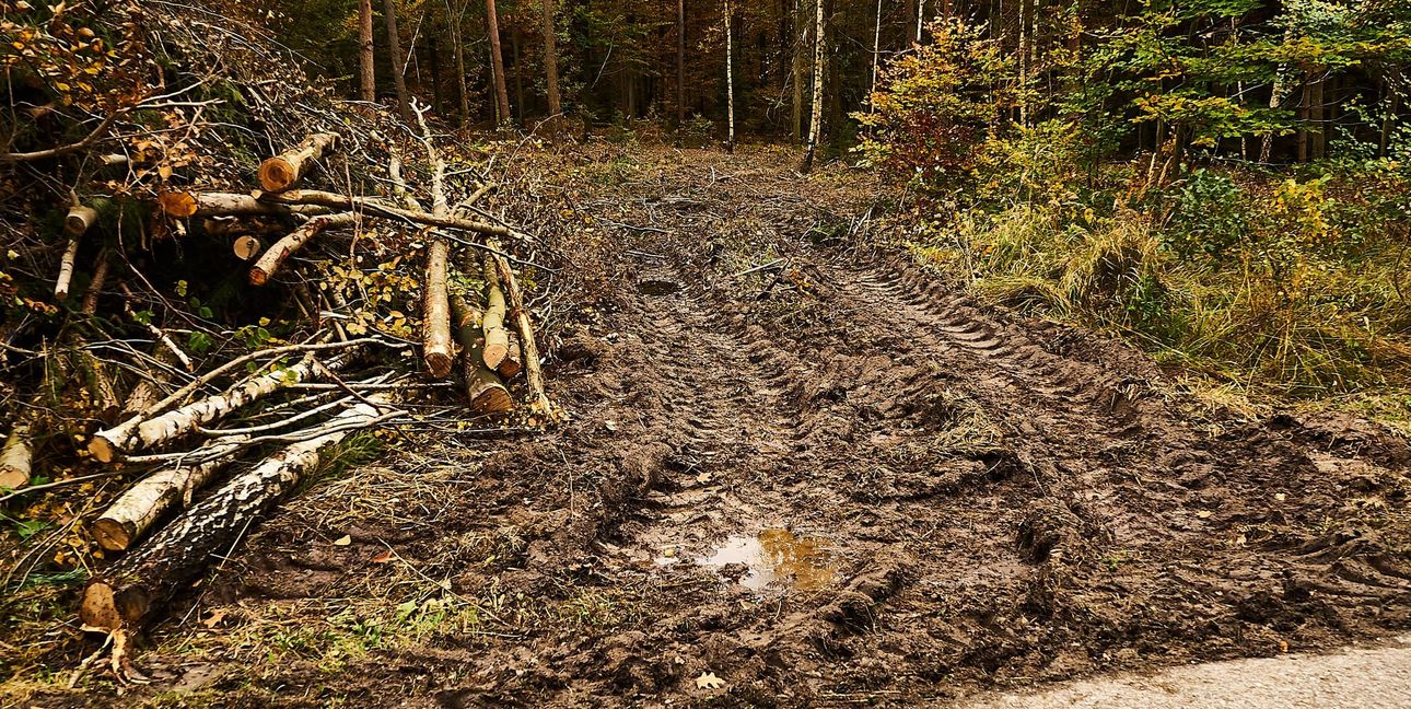 Bodenschäden im Wald.