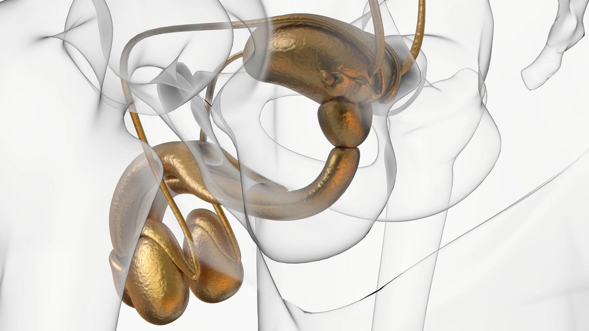 Die Blase ist ein Organ, das sich im vorderen Beckenbereich befindet und Teil de Harnsystemsist. Oberhalb der Harnblase liegen die Nieren, welche Urin produzieren. Blase und Nieren sind über die Harnleiter verbunden,