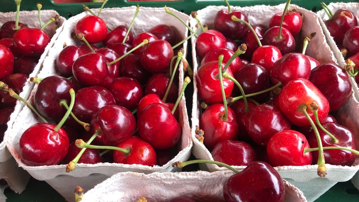 Angebaut werden vor allem Süßkirschen (Archivbild)